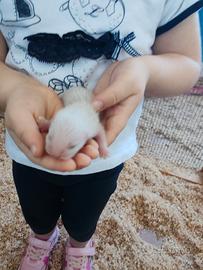 Cuccioli furetto
