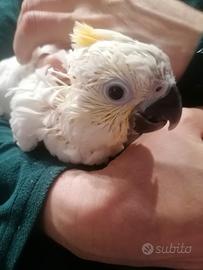 Cacatua galerita allevati a mano