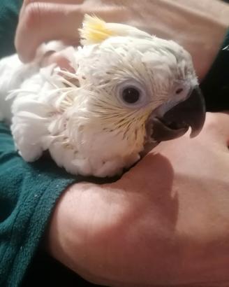 Cacatua galerita allevati a mano