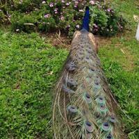 Pavoni comunione Porpora è bianchi