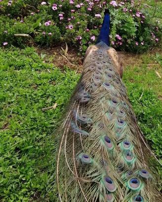 Pavoni comuni e Porpora