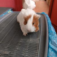 Cuccioli di porcellini d'india