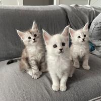Cuccioli Maine Coon