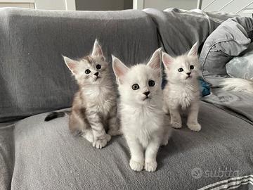 Cuccioli Maine Coon