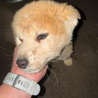 Akita inu