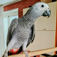 Pappagallo cenerino coda rossa