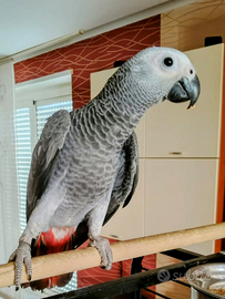 Pappagallo cenerino coda rossa