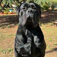Cane Corso 3 Anni