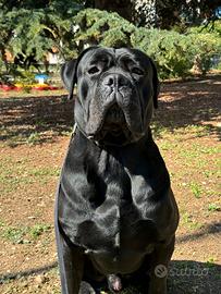 Cane Corso 3 Anni