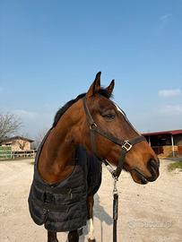 Cavallo