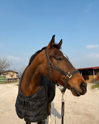 Cavallo
