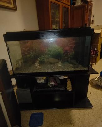 acquario 