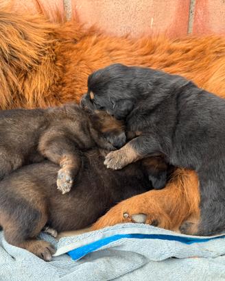 Mastino Tibetano