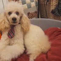 Disponibile per monta