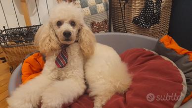 Disponibile per monta