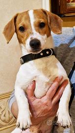 Jack Russell Terrier