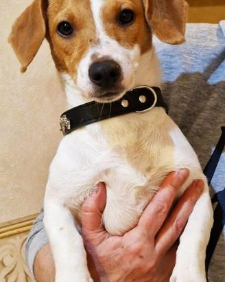 Jack Russell Terrier