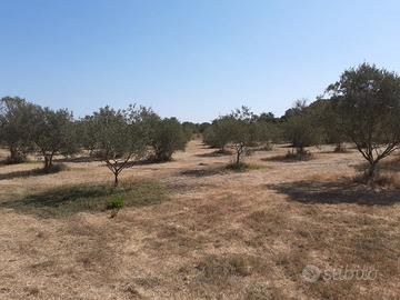 Terreno agricolo