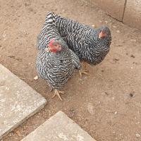 Galline di cocincina nana e amrock