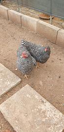 Galline di cocincina nana e amrock