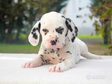 Cucciolo Dalmata