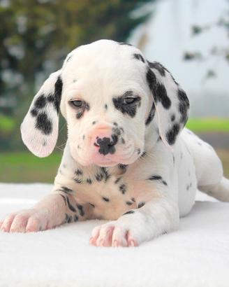 Cucciolo Dalmata