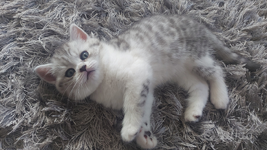 Gattina scottish straight