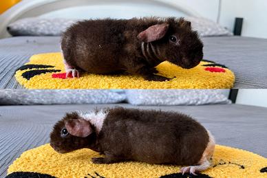 Cucciole di Cavia Skinny Wolf