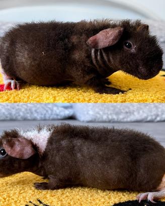 Cucciole di Cavia Skinny Wolf