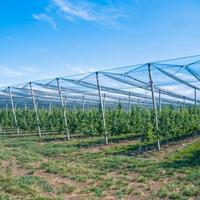 Reti Antigrandine Protezione Volatili e Orti