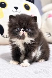 Gatti Persiani e Exotic cuccioli