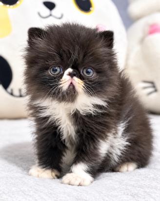 Gatti Persiani e Exotic cuccioli