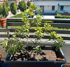 Pittosporum tobira