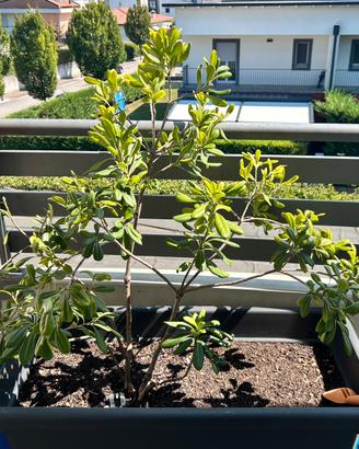 Pittosporum tobira