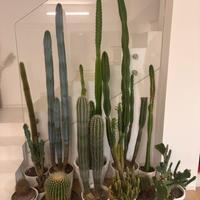 Collezzione di cactus adulti - cresciuti cura