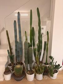 Collezzione di cactus adulti - cresciuti cura