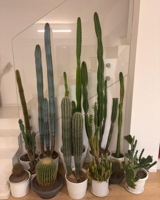 Collezzione di cactus adulti - cresciuti cura