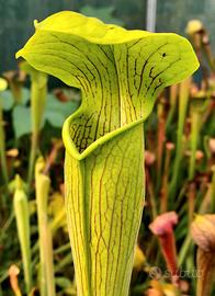 Piante carnivore sarracenie