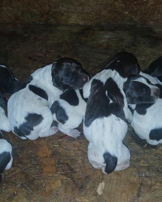 Bracco tedesco kurzhaar