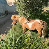 Mini pony Femmina