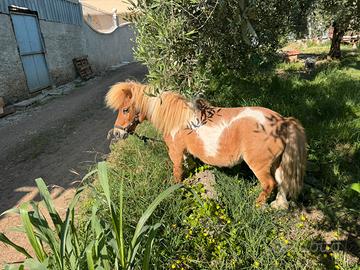 Mini pony Femmina