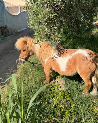 Mini pony Femmina