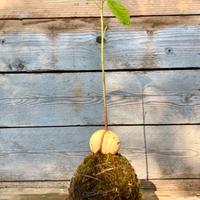 Kokedama Di Avocado