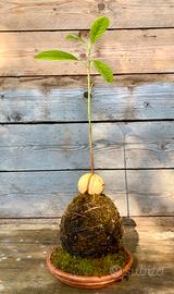 Kokedama Di Avocado