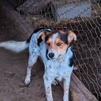 Cagnolino di 8kg maschio