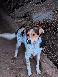 Cagnolino di 8kg maschio