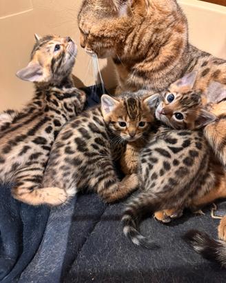 Gatti bengala