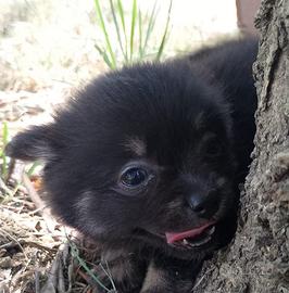 Spitz di Pomerania mini toy