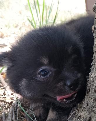 Spitz di Pomerania mini toy