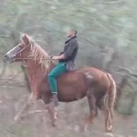 Super Cavalla da sella